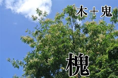 槐樹 意味|槐樹(カイジュ)とは？ 意味や使い方